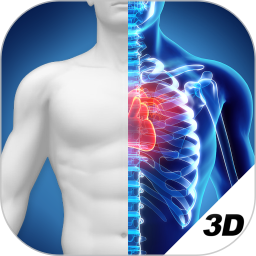 3D人体解剖图下载